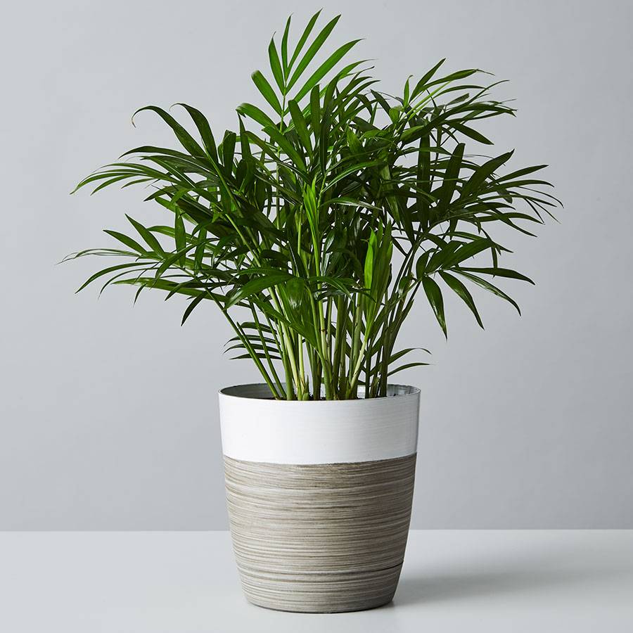 Parlor Palm Plant (Neanthe Bella Palm)