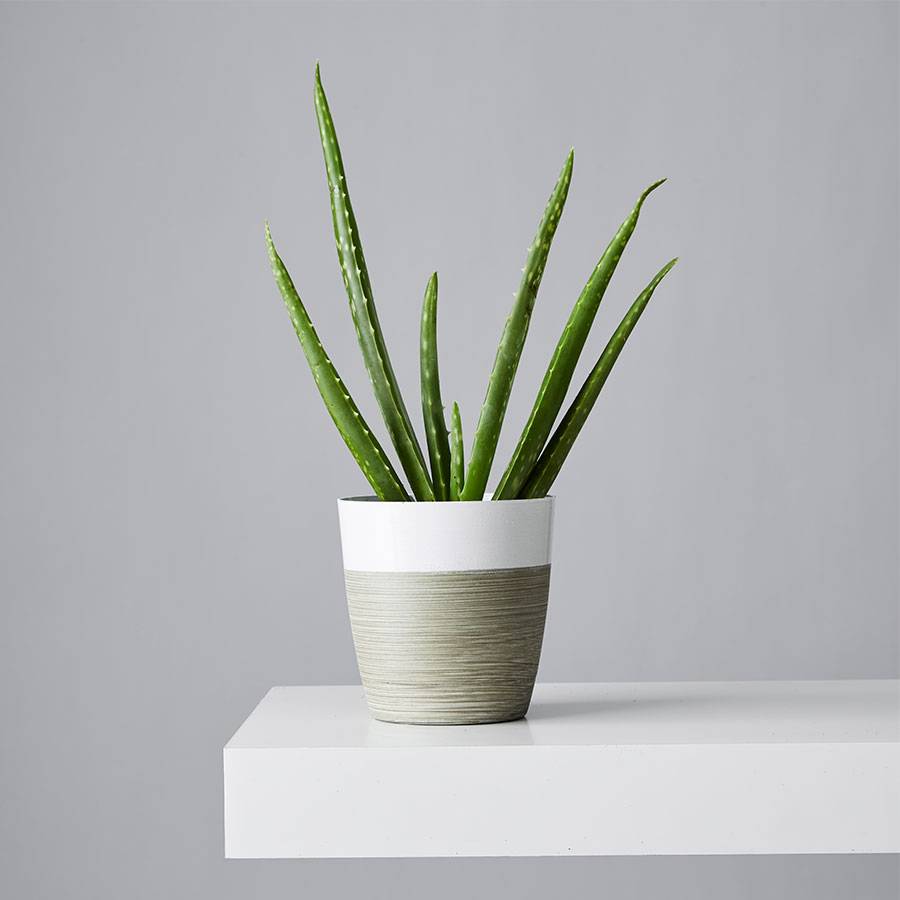 Aloe Vera Plant