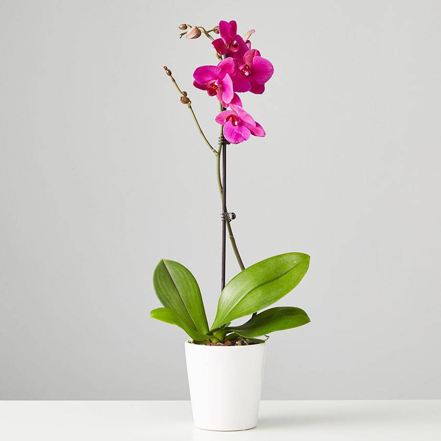 Large Phalaenopsis Orchid: Purple