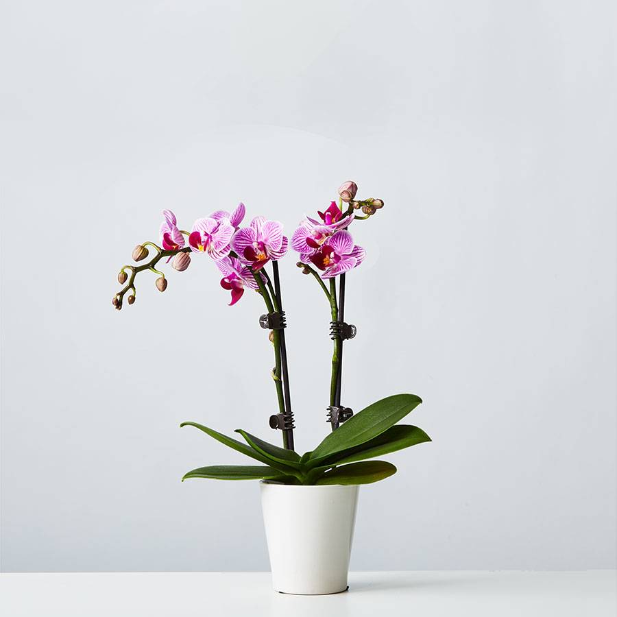 Small Phalaenopsis Orchid: Pink