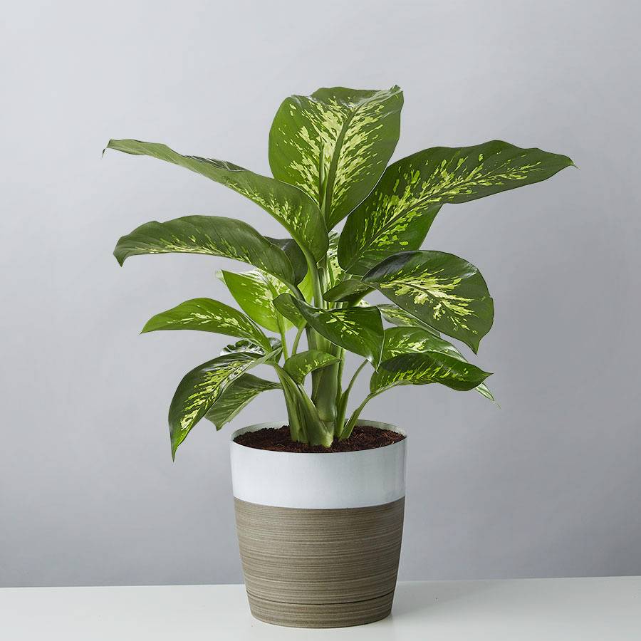 Golden Gate Ficus Bonsai