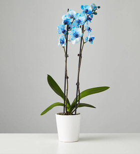 Large Phalaenopsis Orchid: Blue